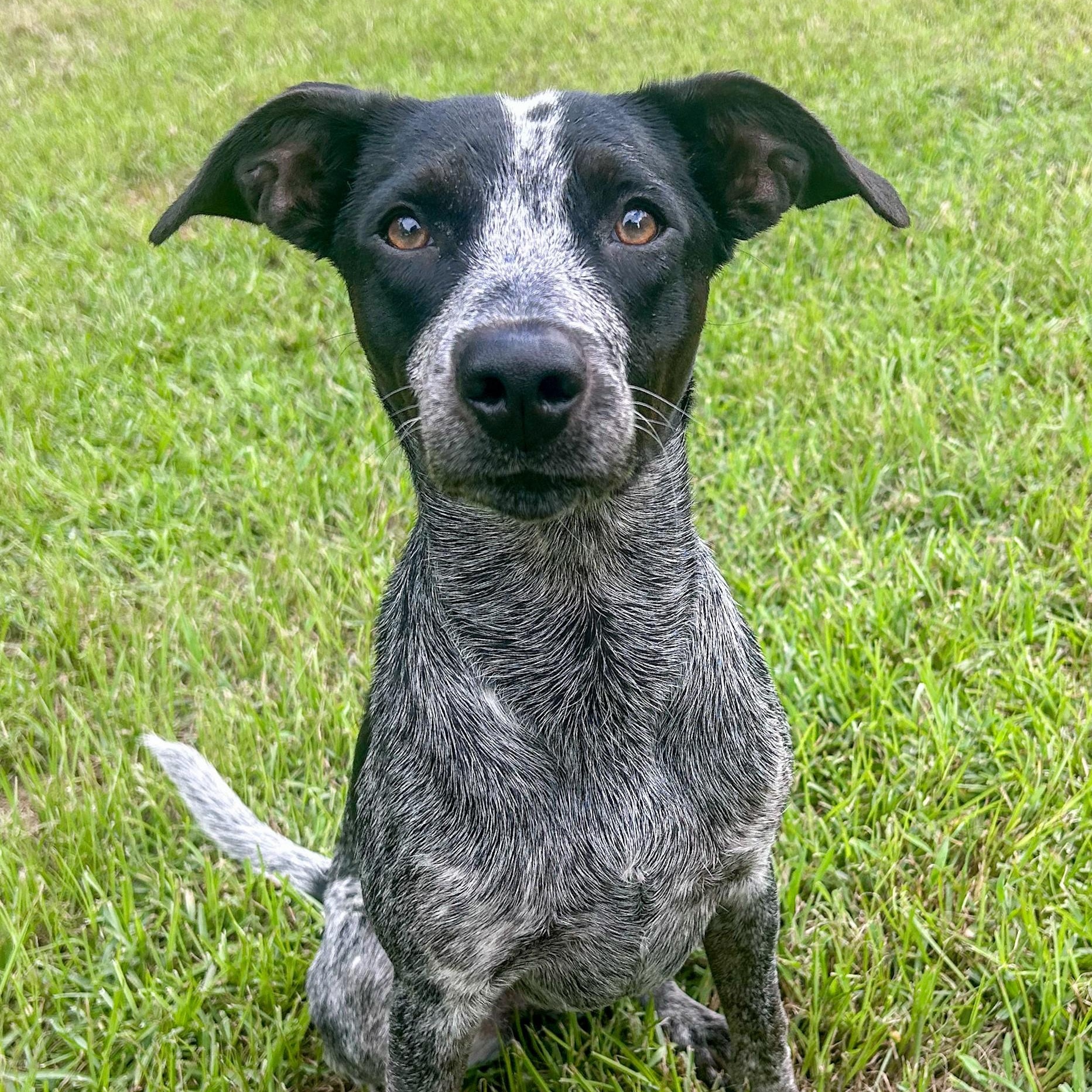 Enlarge Muffin, a Adoptable mixed breed in Magnolia Springs, AL image 2/6