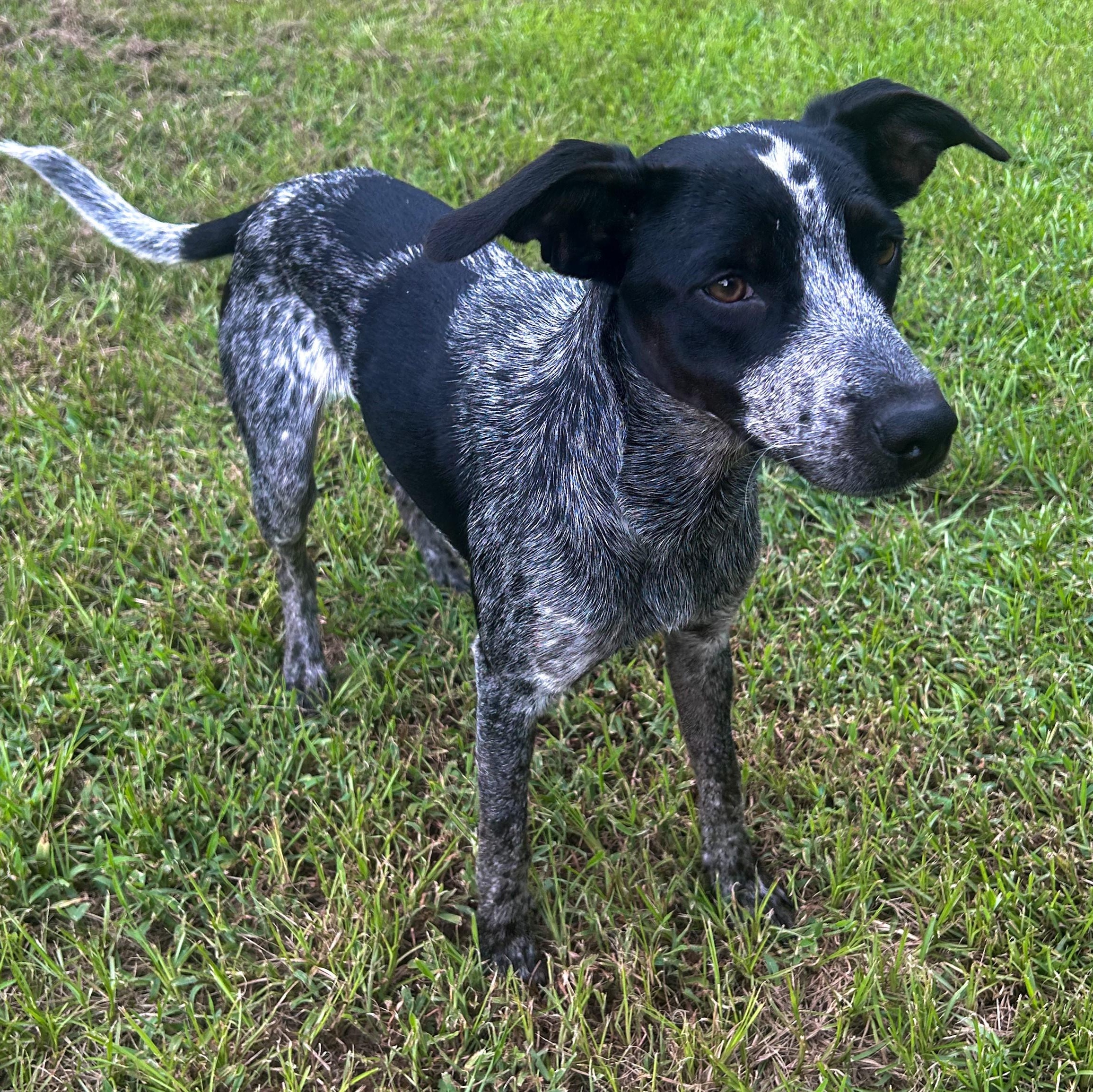 Enlarge Muffin, a Adoptable mixed breed in Magnolia Springs, AL image 5/6