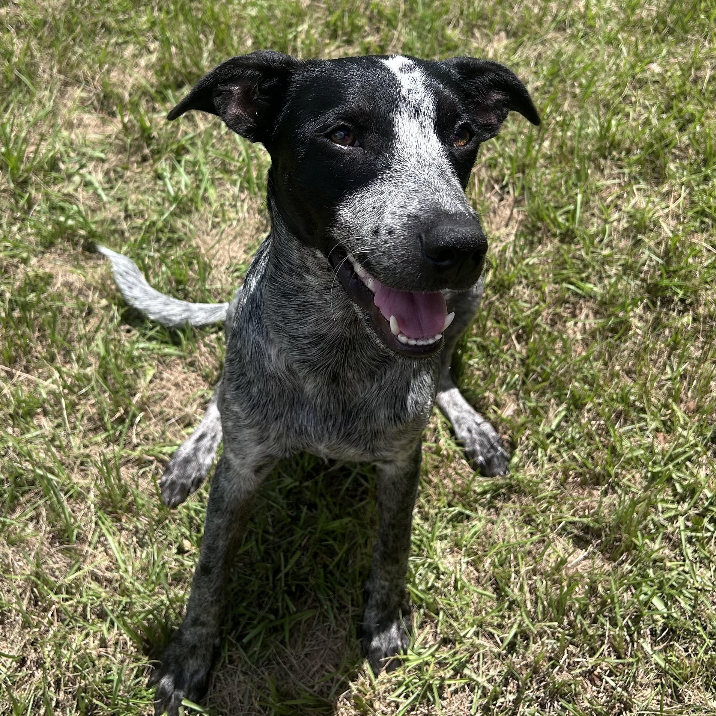 Enlarge Muffin, a Adoptable mixed breed in Magnolia Springs, AL image 3/6