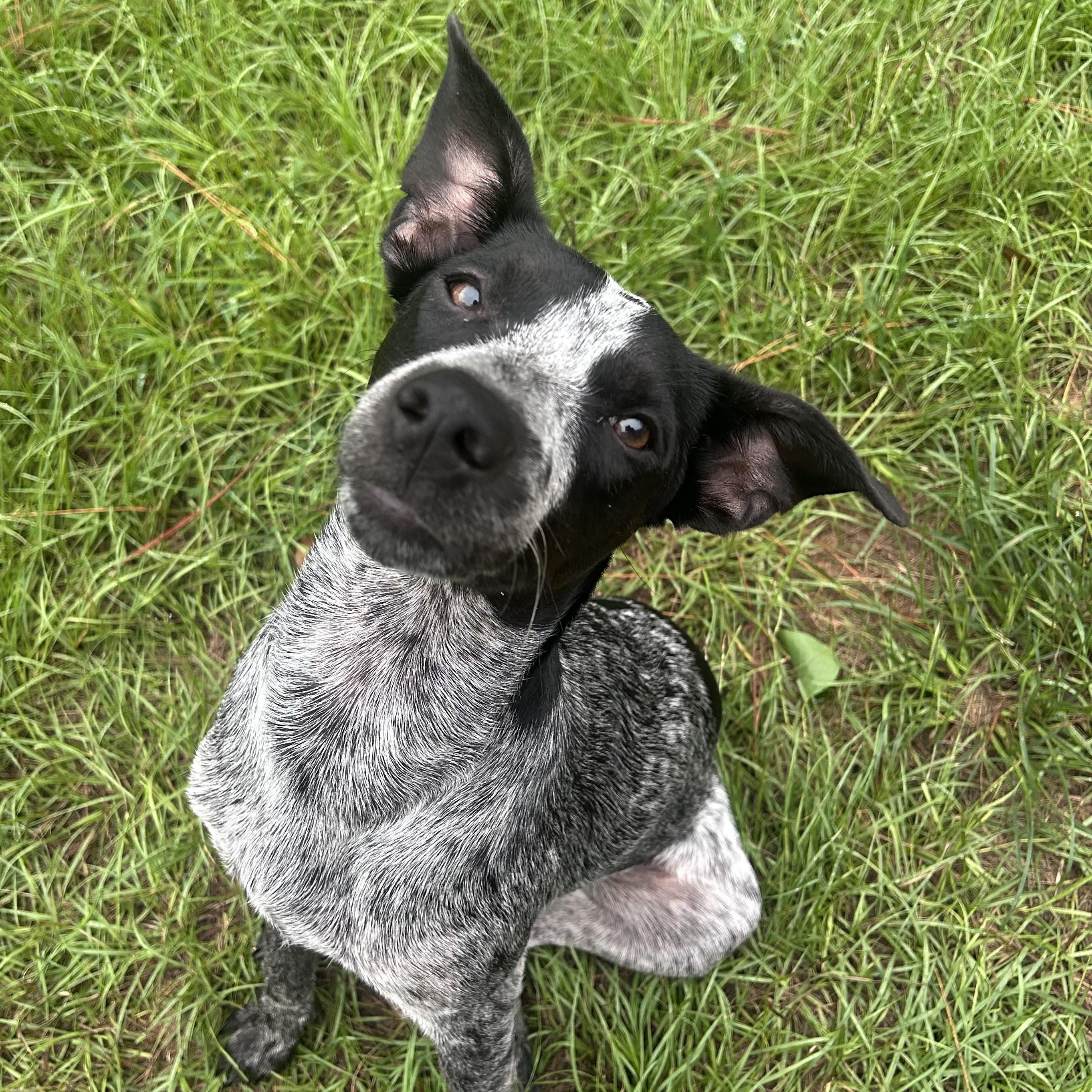 Enlarge Muffin, a Adoptable mixed breed in Magnolia Springs, AL image 6/6