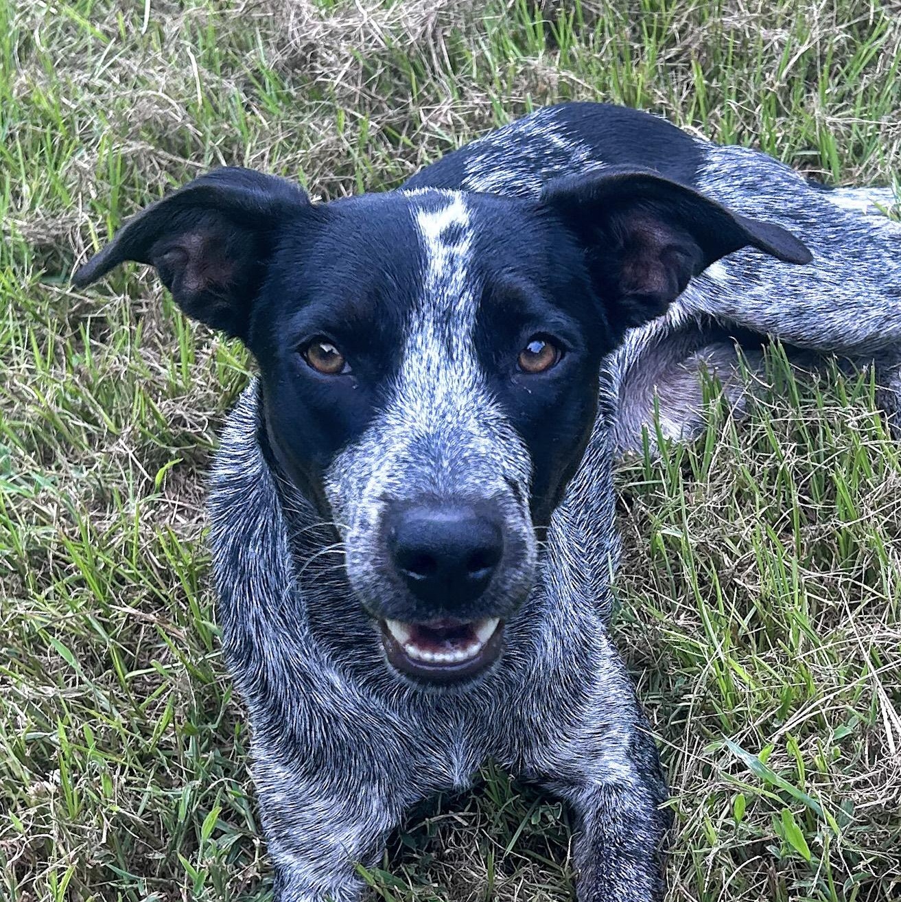 Muffin, Adoptable, Young Female Australian Cattle Dog / Blue Heeler & Mixed Breed.