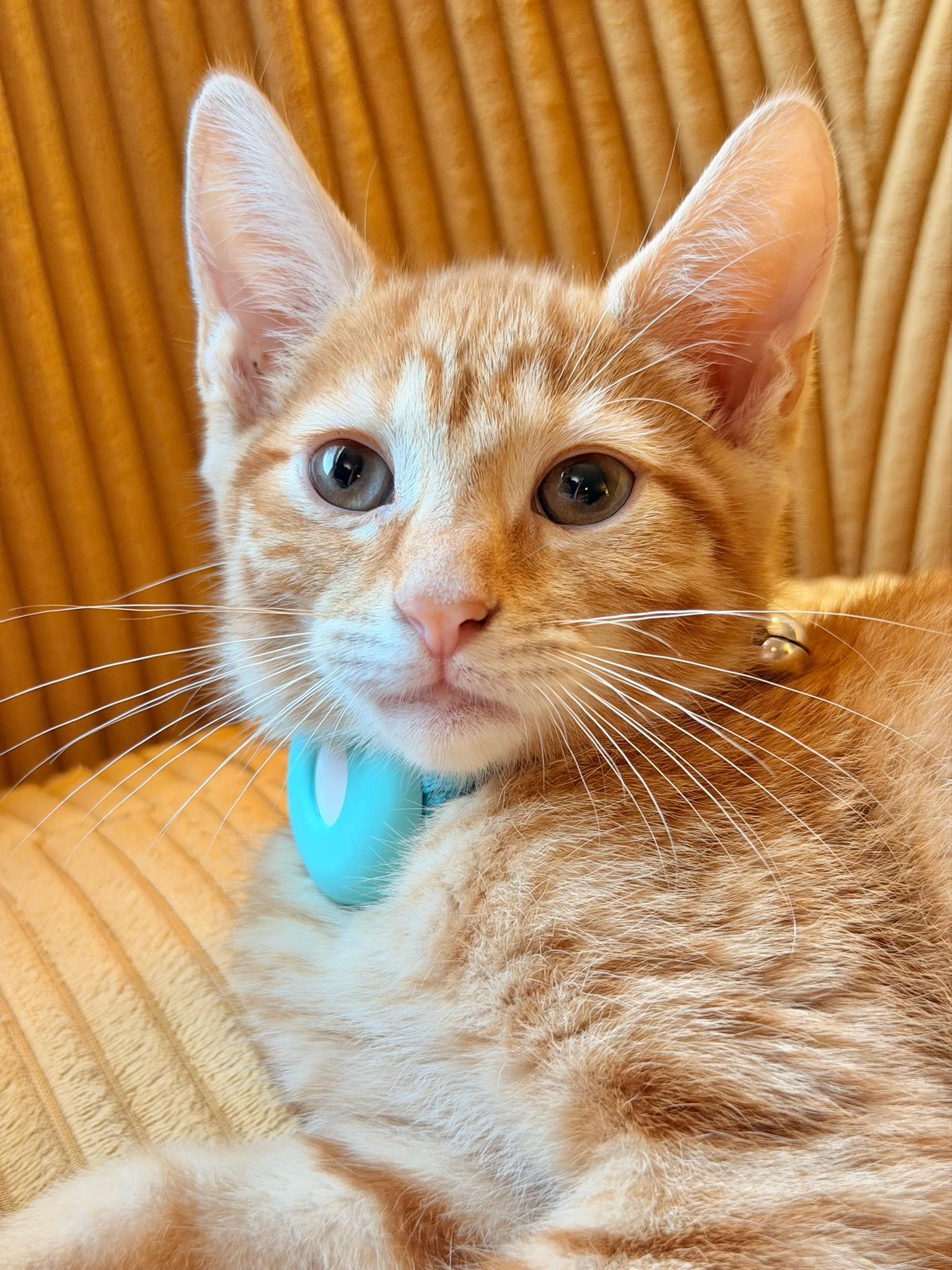 Burrata, ADOPTABLE, Kitten Male Domestic Short Hair.