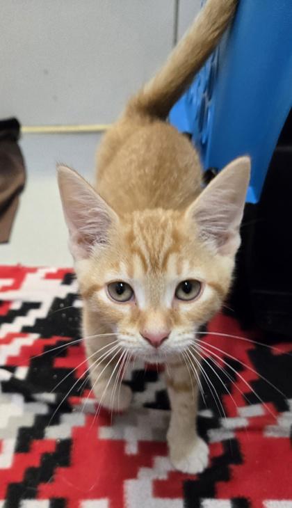 Enlarge Phoenix 295-26, a Adoptable mixed breed in Cumming, GA image 1/3