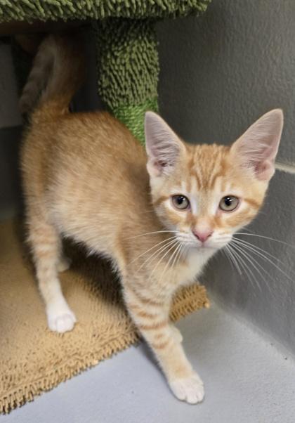 Enlarge Phoenix 295-26, a Adoptable mixed breed in Cumming, GA image 2/3