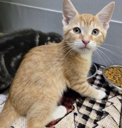 Enlarge Phoenix 295-26, a Adoptable mixed breed in Cumming, GA image 3/3