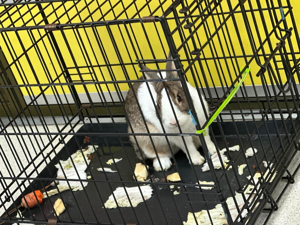 Kimora, a Adoptable Dutch in Scotts Valley, CA image 2/2