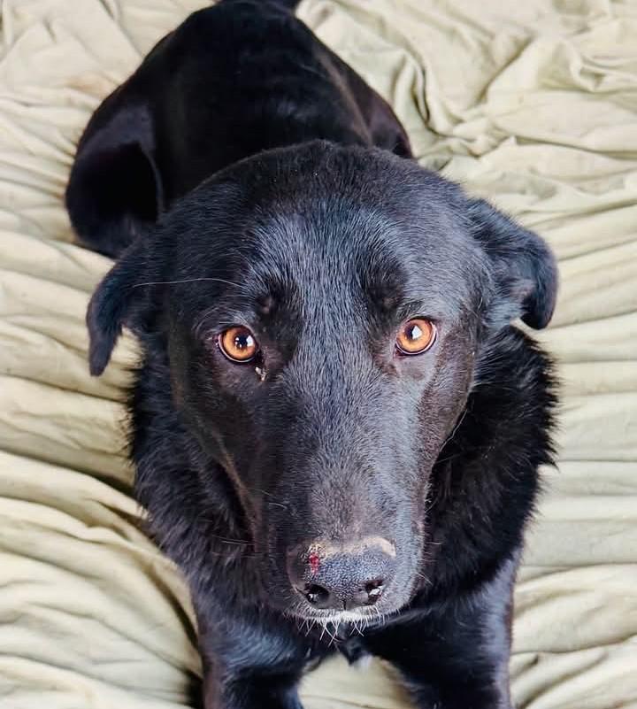 Enlarge Gus Gus, an adopted Mixed Breed in Wilsall, MT image 1/1