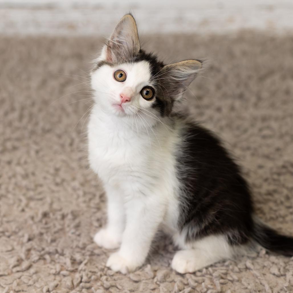 Crycket, Adoptable, Kitten Female Domestic Medium Hair.