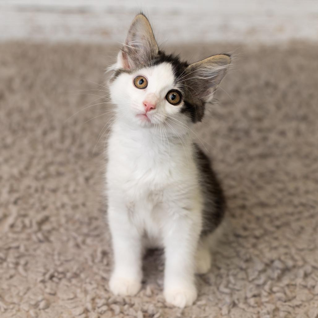 Enlarge Crycket, a Adoptable Domestic Medium Hair in St. Paul, MN image 2/6