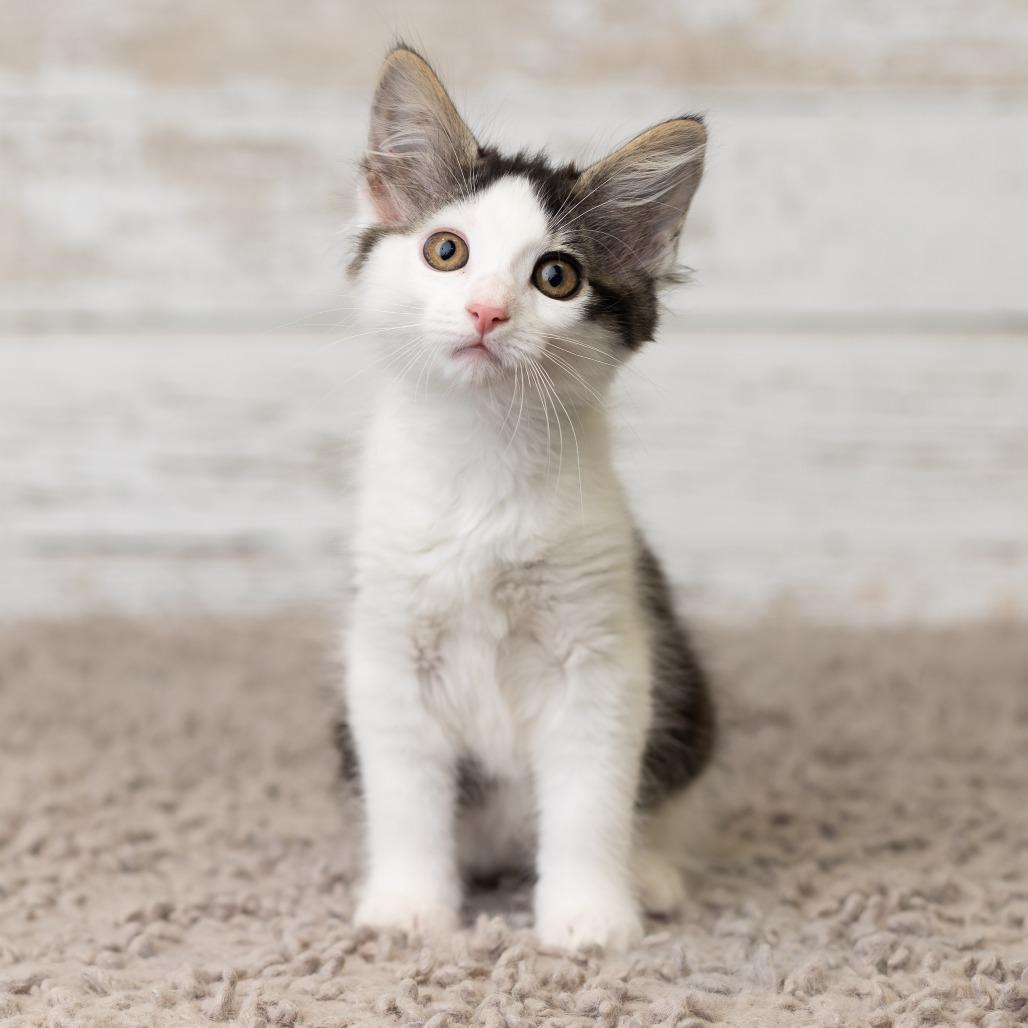 Enlarge Crycket, a Adoptable Domestic Medium Hair in St. Paul, MN image 3/6