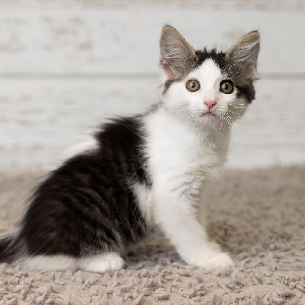 Enlarge Crycket, a Adoptable Domestic Medium Hair in St. Paul, MN image 4/6