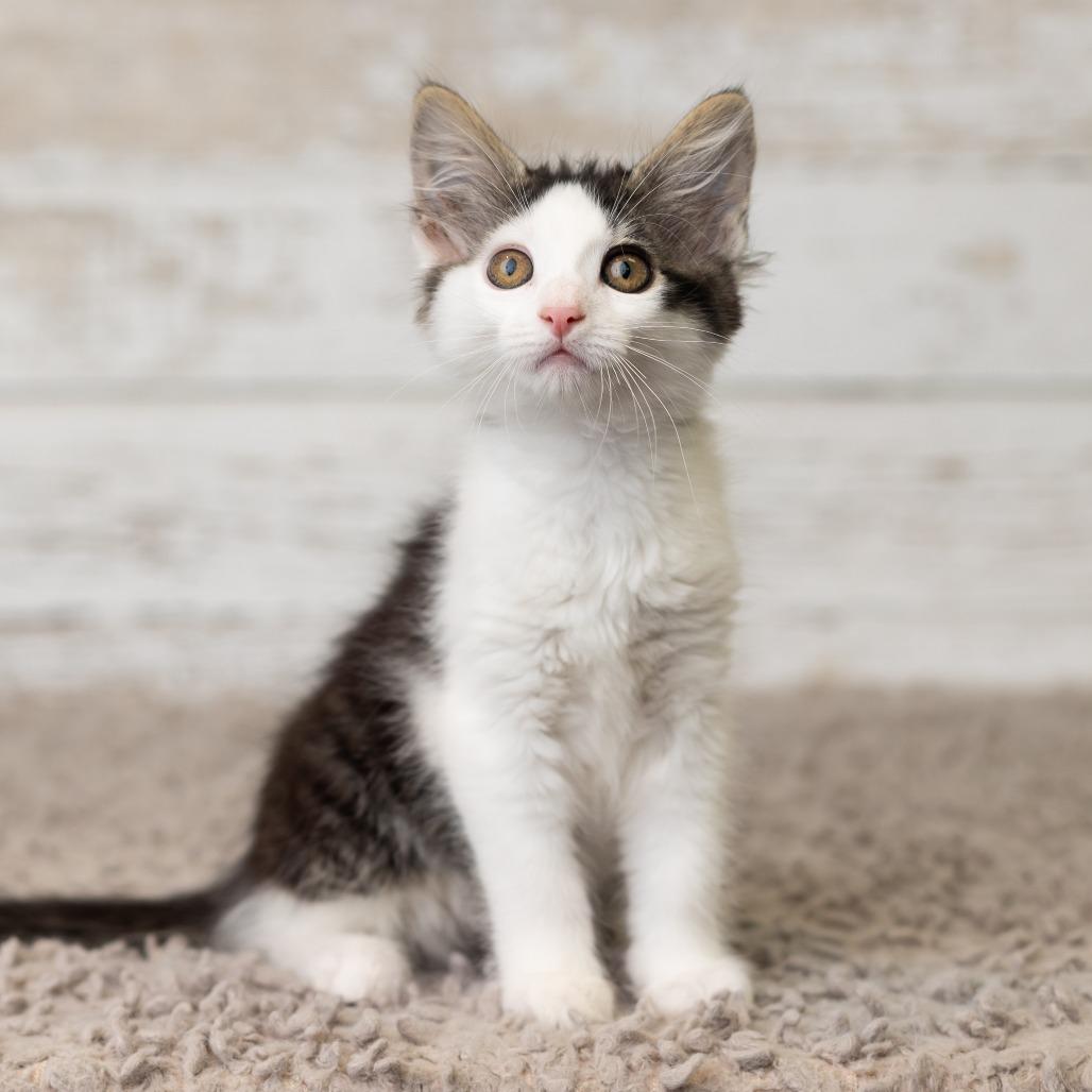 Enlarge Crycket, a Adoptable Domestic Medium Hair in St. Paul, MN image 5/6