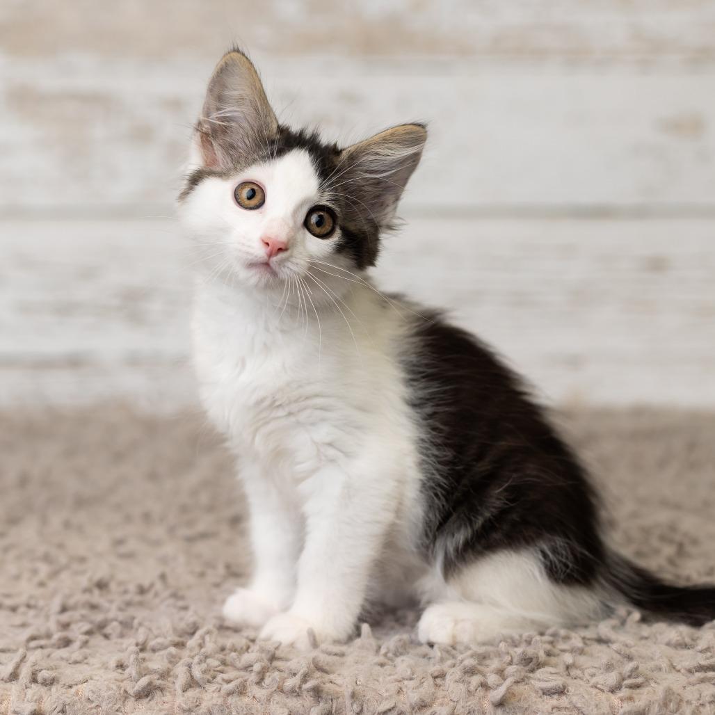 Enlarge Crycket, a Adoptable Domestic Medium Hair in St. Paul, MN image 6/6