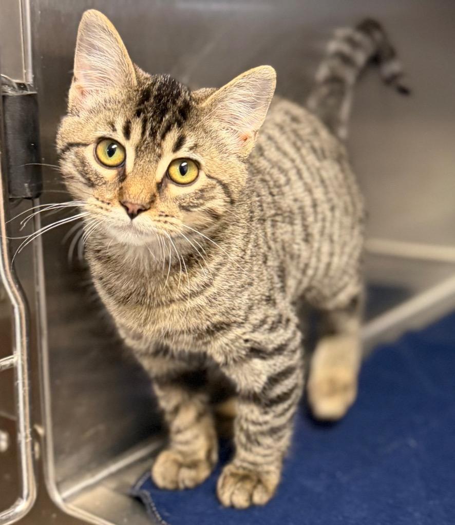 Enlarge Flauta, a Adoptable Domestic Short Hair in Columbus, NE image 1/1