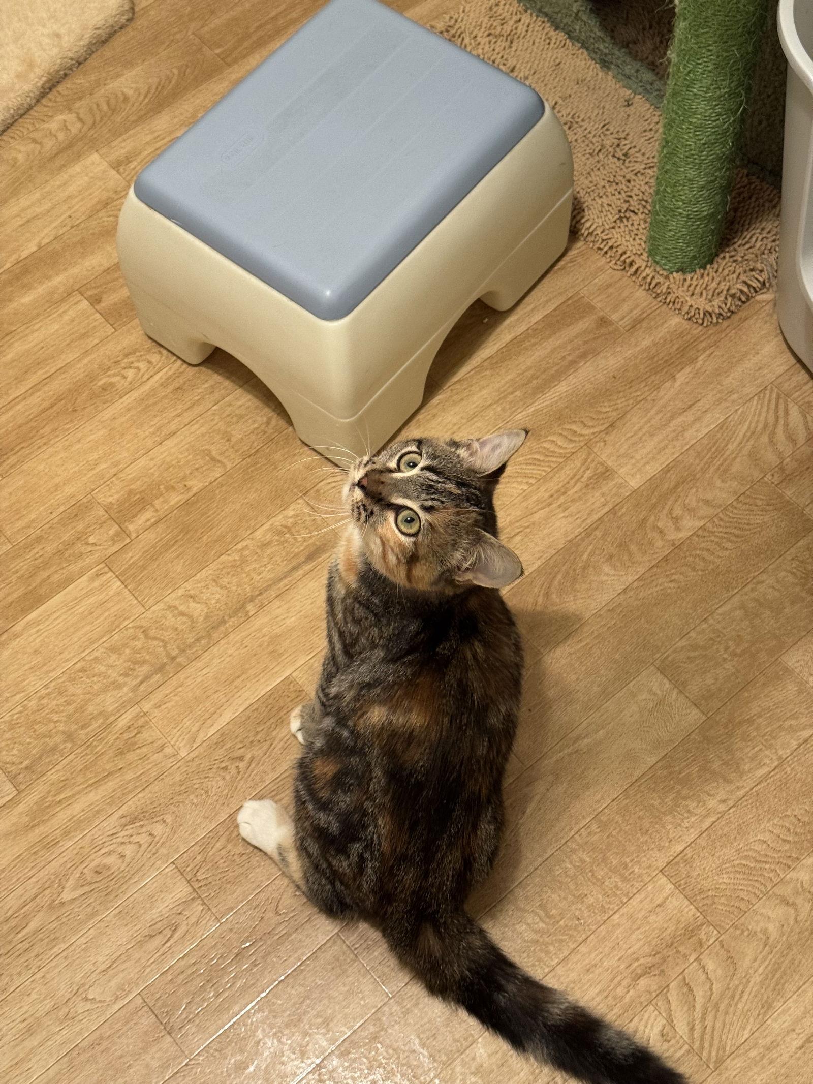 Mimosa, Adoptable, Young Female Calico & Domestic Short Hair.