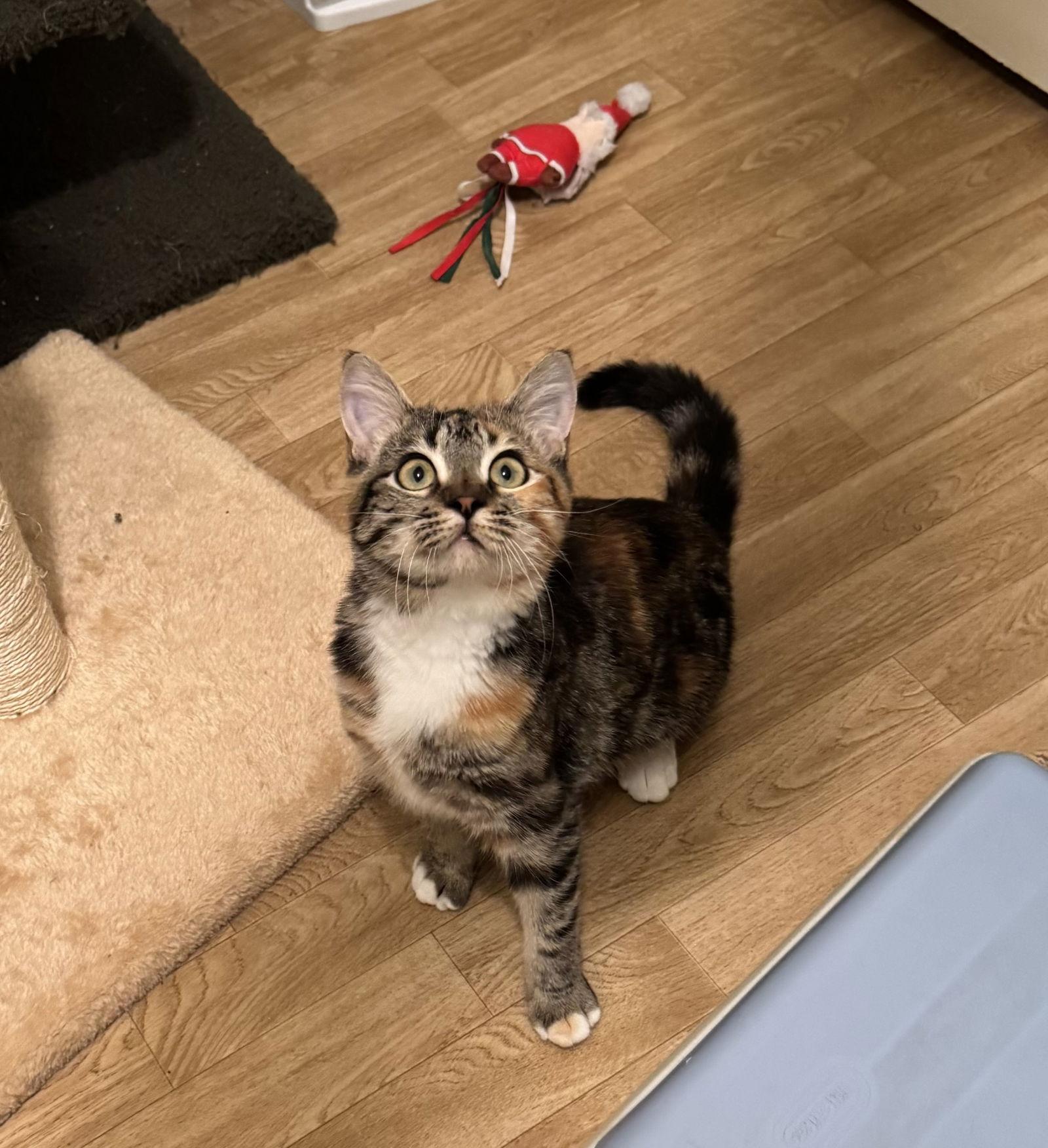 Mimosa, Adoptable, Young Female Calico & Domestic Short Hair.