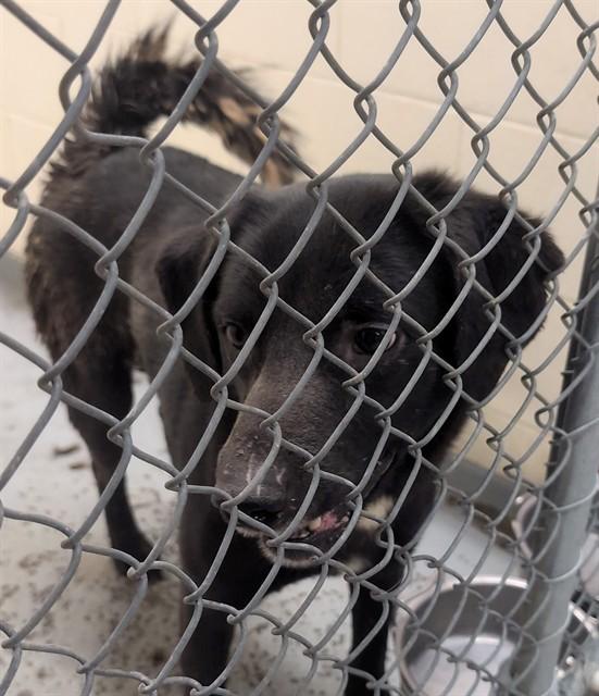 Enlarge FELIX, a Adoptable mixed breed in Anchorage, AK image 1/1