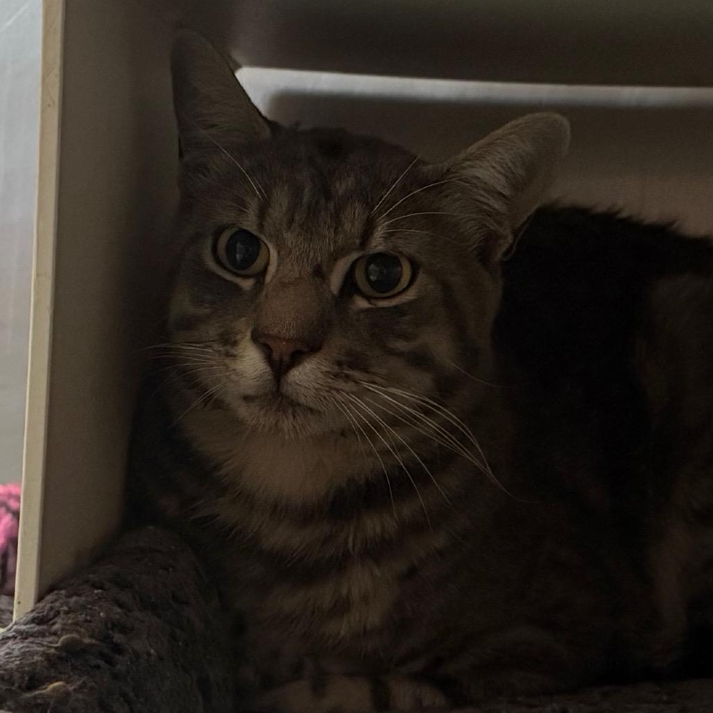 Kal, Adoptable, Young Male Domestic Short Hair.