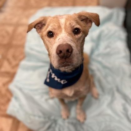 Captain America, ADOPTABLE, Adult Male Mixed Breed.