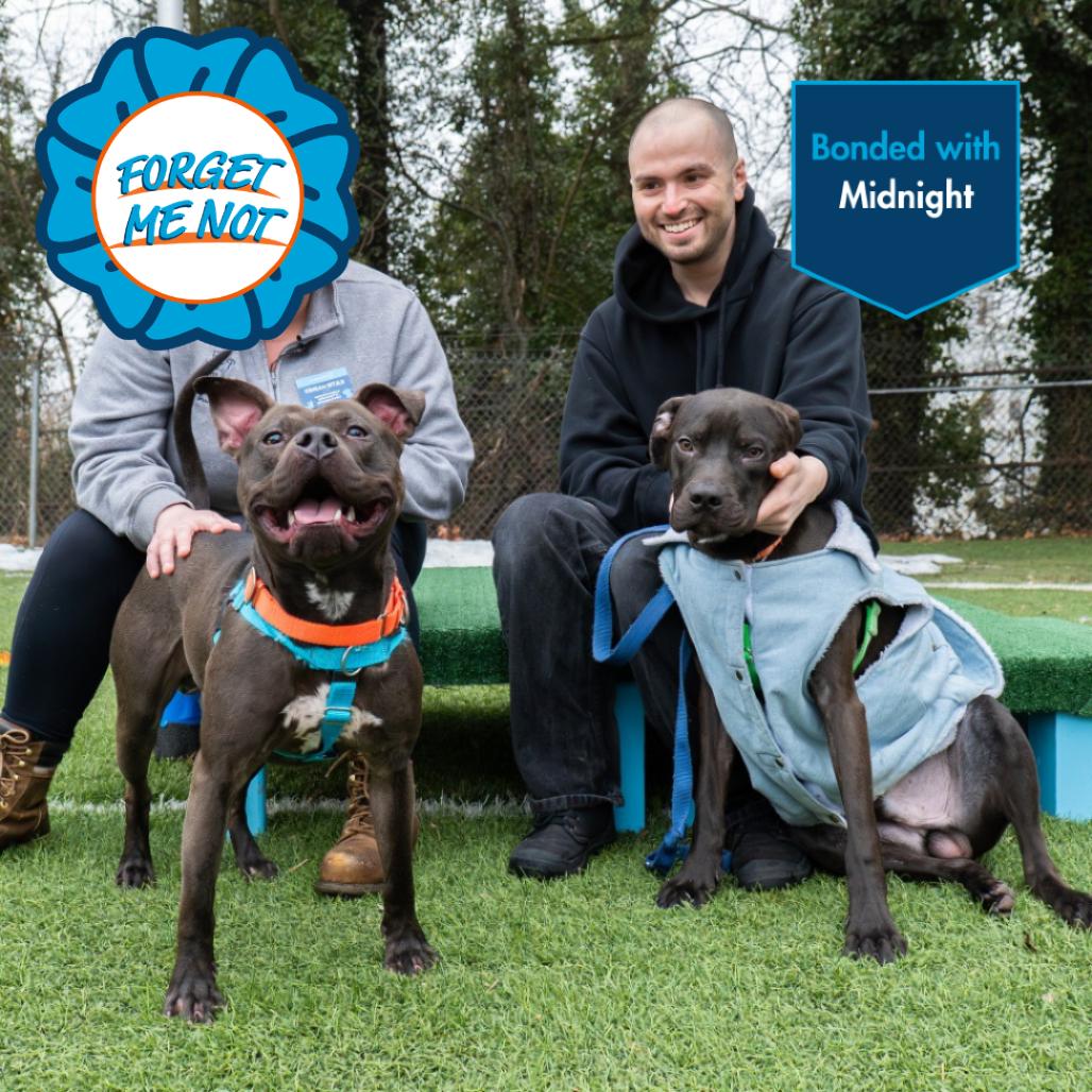 Shadow, Adoptable, Young Male Pit Bull Terrier.