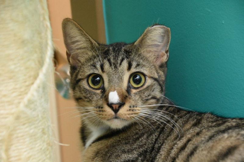 Enlarge Gus, a Adoptable American Shorthair in Naples, FL image 1/4