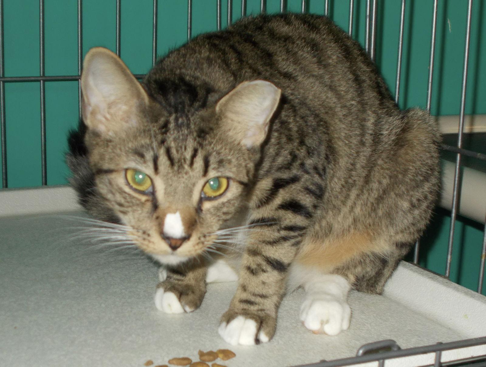 Enlarge Gus, a Adoptable American Shorthair in Naples, FL image 2/4