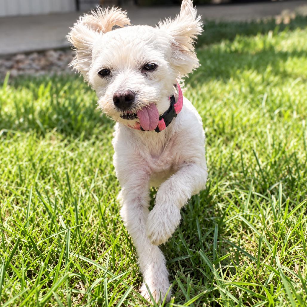 Lulu M. Diva, Adoptable, Senior Female Maltese & Poodle.