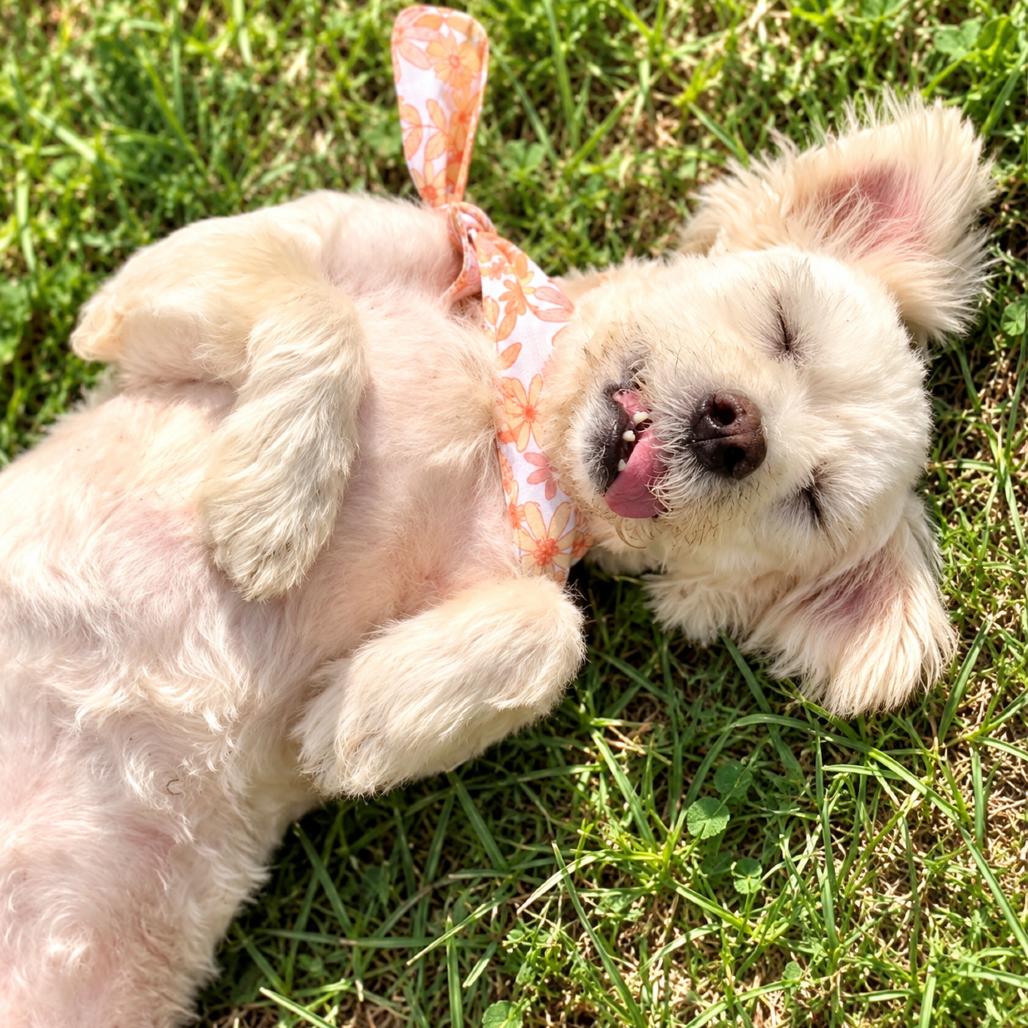 Enlarge Lulu M. Diva, a Adoptable mixed breed in Houston, TX image 2/6
