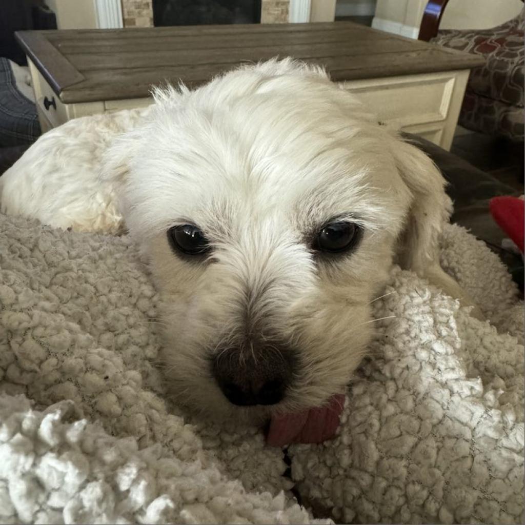 Enlarge Lulu M. Diva, a Adoptable mixed breed in Houston, TX image 3/6