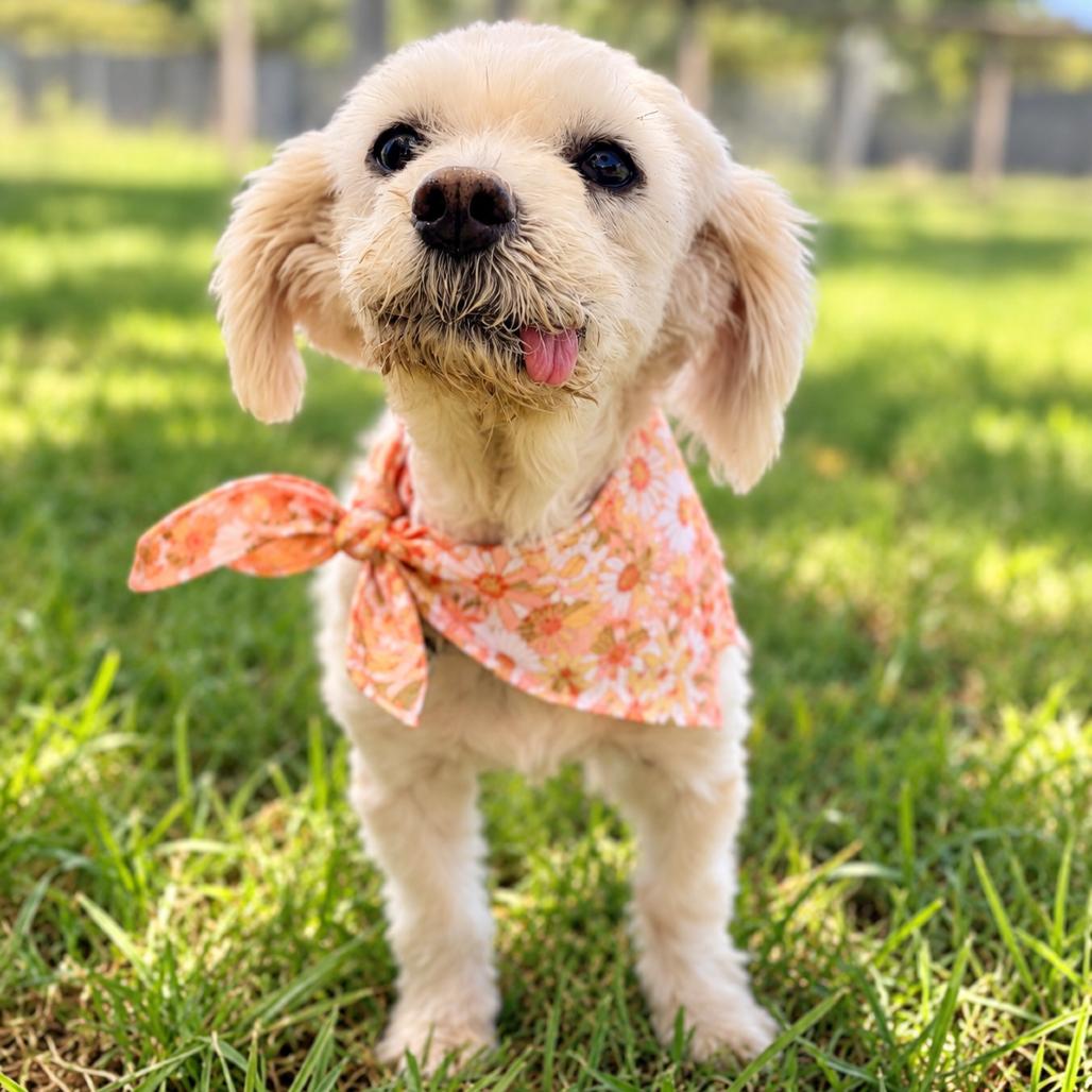 Enlarge Lulu M. Diva, a Adoptable mixed breed in Houston, TX image 5/6