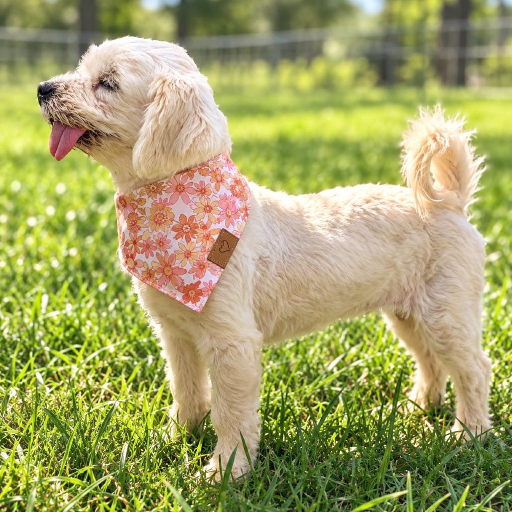 Enlarge Lulu M. Diva, a Adoptable mixed breed in Houston, TX image 6/6
