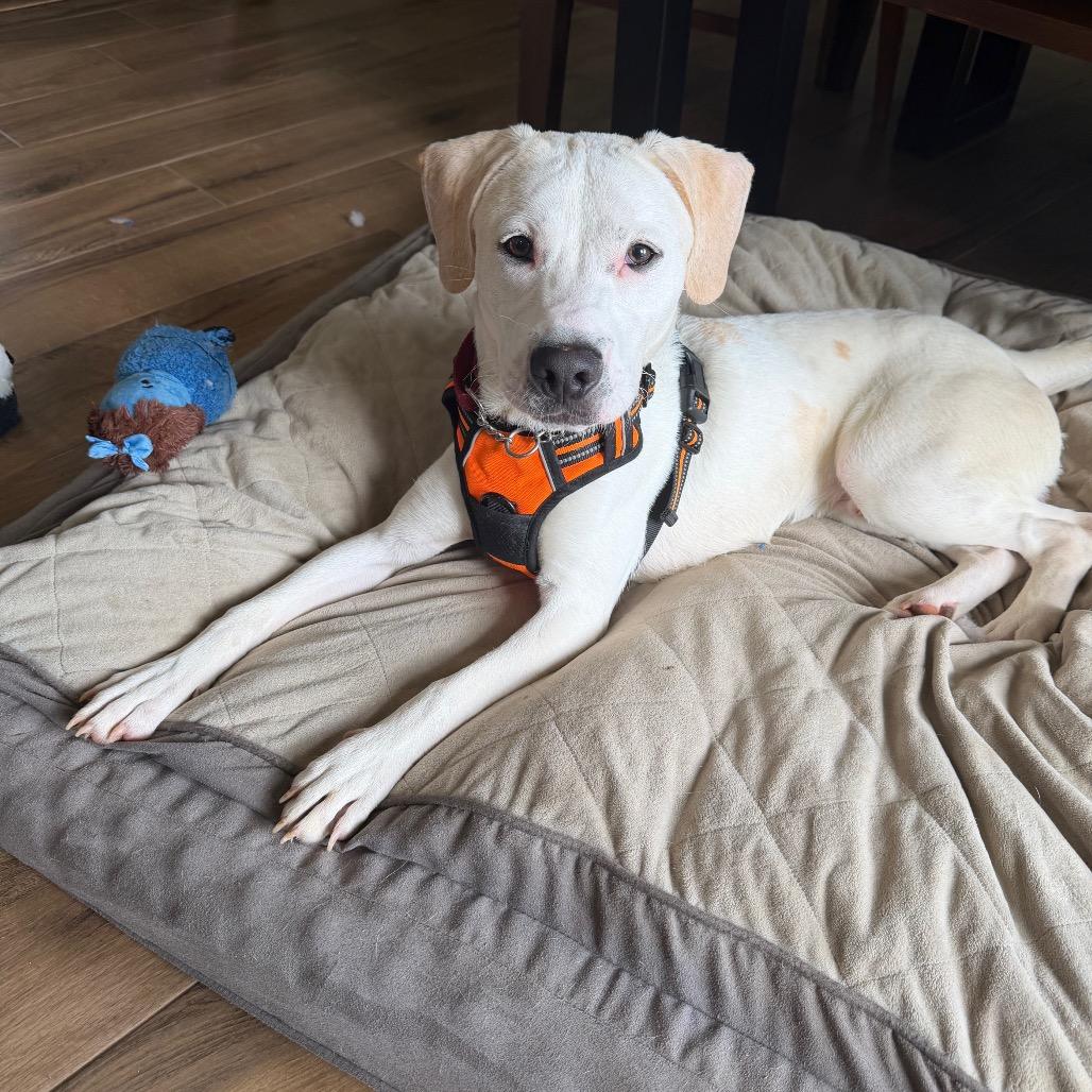 Enlarge Chance, a Adoptable mixed breed in Winston-Salem, NC image 1/5
