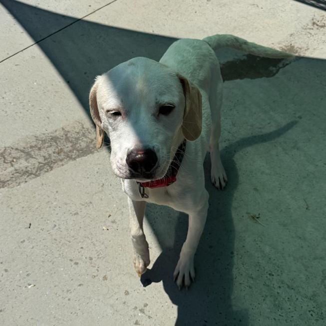 Chance, Adoptable, Young Male Mixed Breed & Mixed Breed.