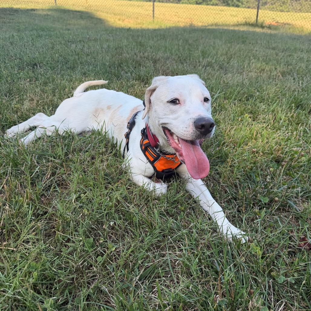 Enlarge Chance, a Adoptable mixed breed in Winston-Salem, NC image 5/5
