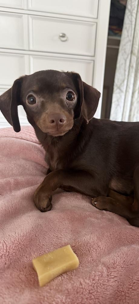 Penny, Adoptable, Puppy Female Chihuahua & Dachshund.