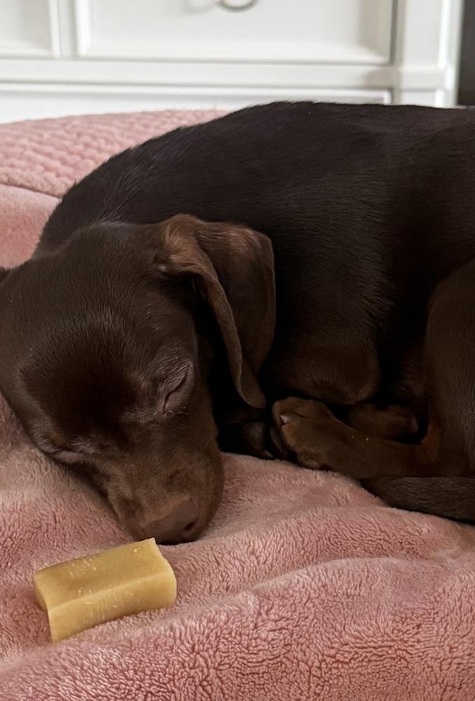 Enlarge Penny, a Adoptable mixed breed in Greenlawn, NY image 2/5