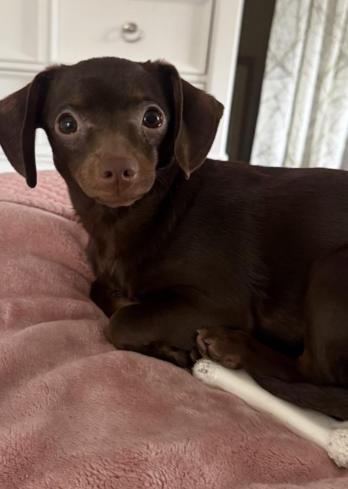 Enlarge Penny, a Adoptable mixed breed in Greenlawn, NY image 3/5