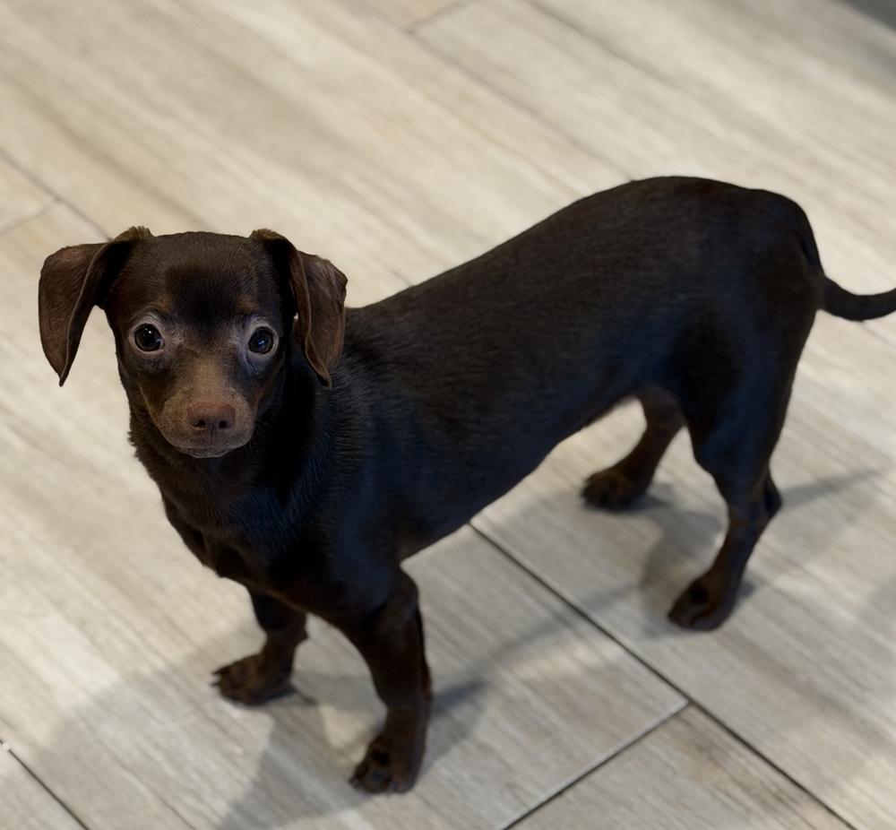 Enlarge Penny, a Adoptable mixed breed in Greenlawn, NY image 4/5