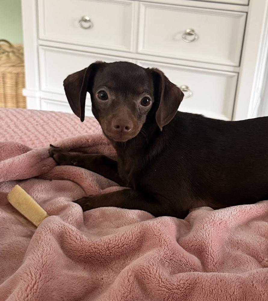 Enlarge Penny, a Adoptable mixed breed in Greenlawn, NY image 5/5