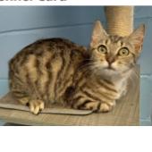 Cake, Adoptable, Kitten Female Domestic Short Hair.