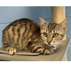 Cake, a Adoptable Domestic Short Hair in Tallahassee, FL image 2/3