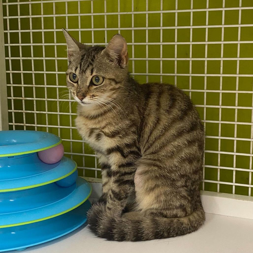 Cake, a Adoptable Domestic Short Hair in Tallahassee, FL image 3/3