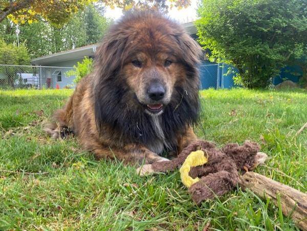 Enlarge Stubby, a Adoptable mixed breed in Port Alberni, BC image 1/1