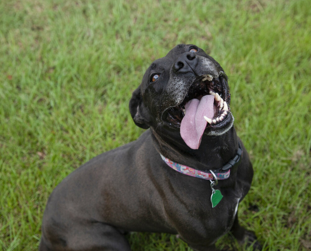 Enlarge Callie, a Adoptable mixed breed in Grandy, NC image 4/6