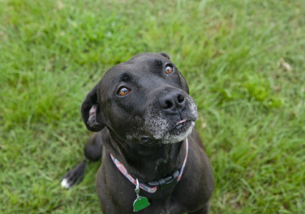 Enlarge Callie, a Adoptable mixed breed in Grandy, NC image 5/6