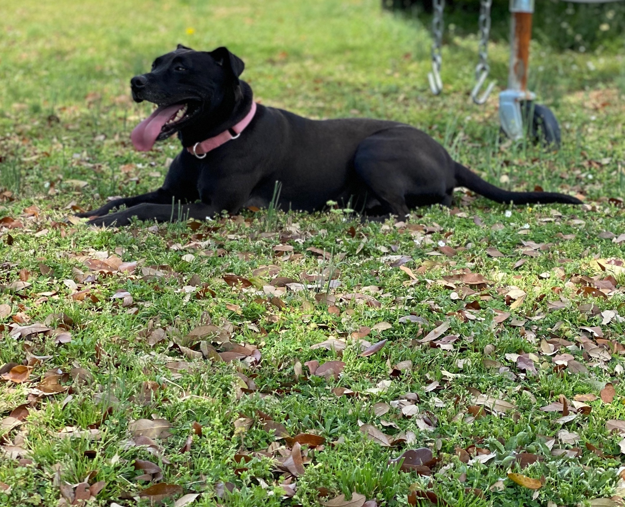Enlarge Callie, a Adoptable mixed breed in Grandy, NC image 6/6