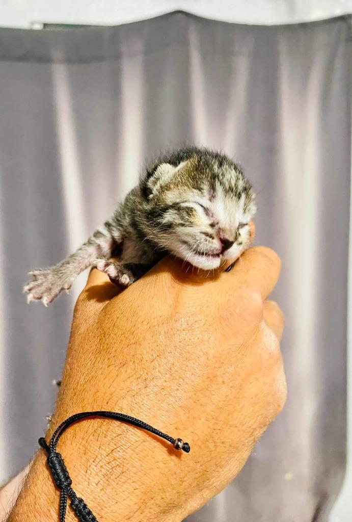 Enlarge Fisher, a Adoptable mixed breed in San Pedro, CA image 1/1