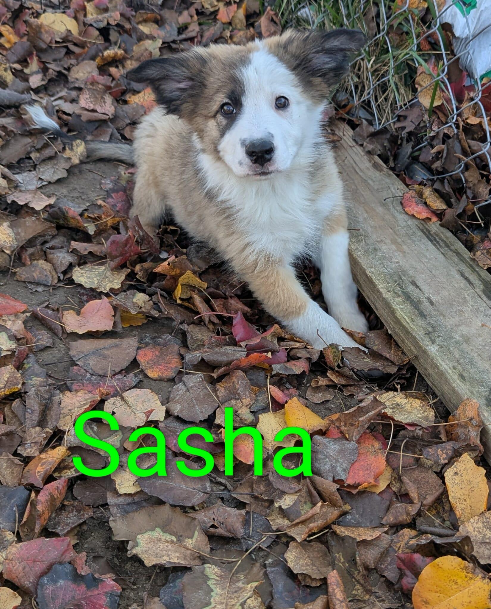 Enlarge Sasha, an adopted mixed breed in Utica, NY image 4/5