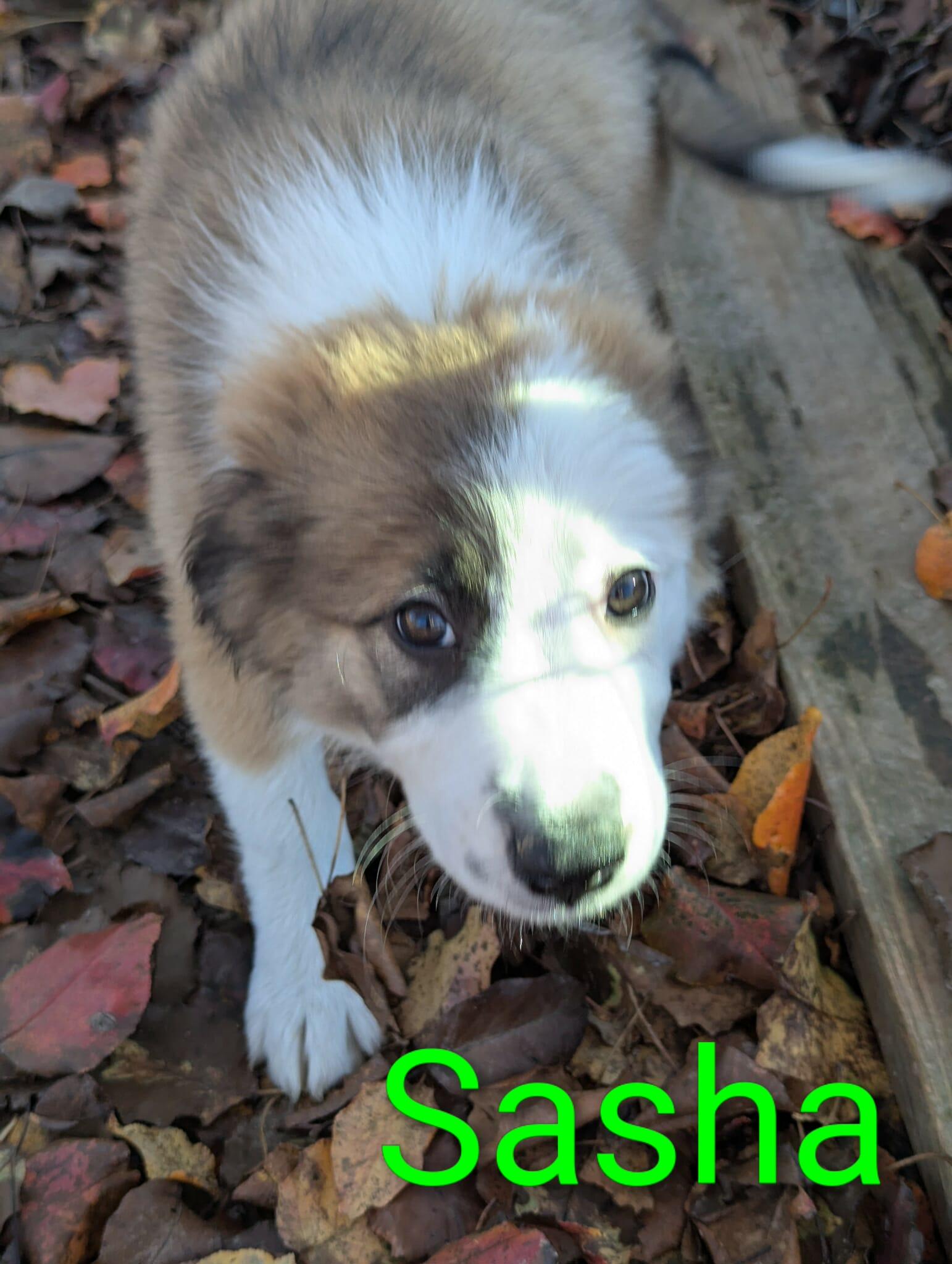 Enlarge Sasha, an adopted mixed breed in Utica, NY image 5/5