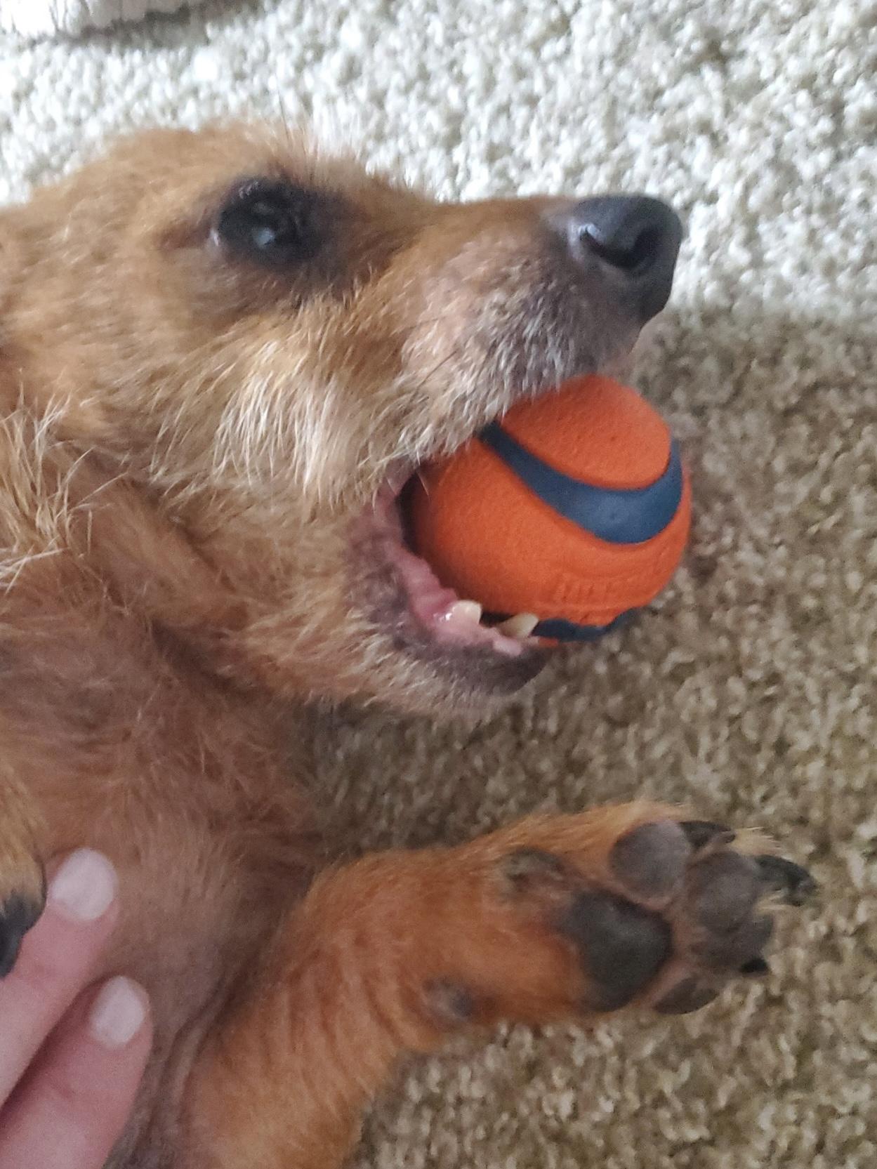 Enlarge Fritz, an adopted mixed breed in Portland, OR image 3/4